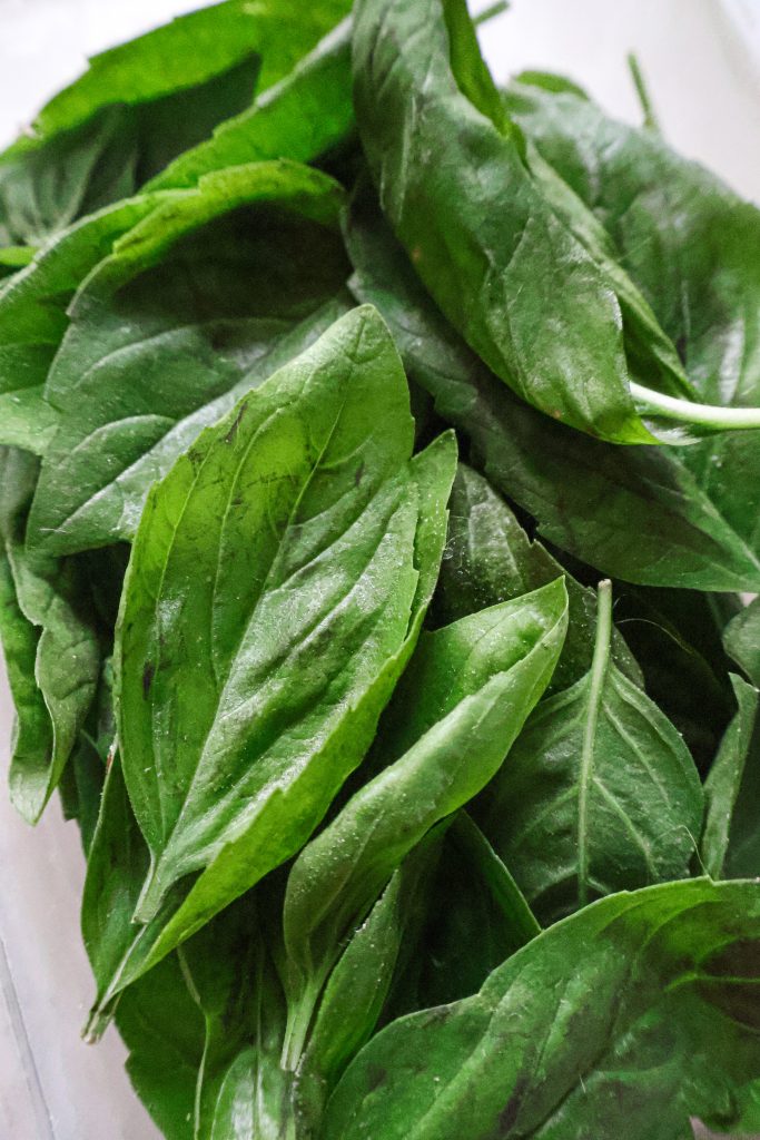 Comment Conserver les Feuilles de Basilic