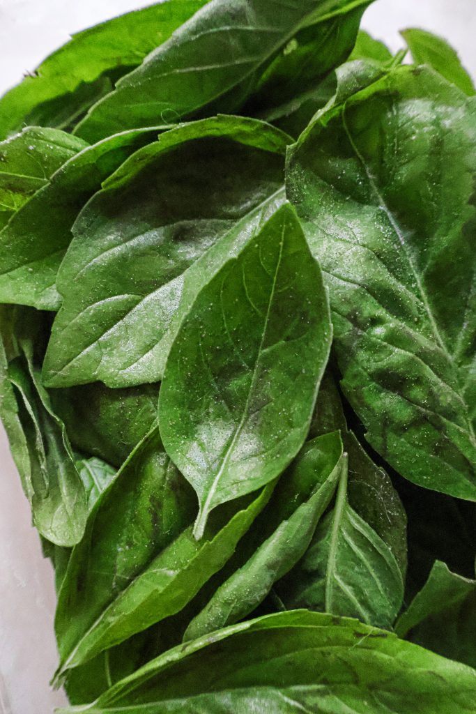 Comment Conserver les Feuilles de Basilic