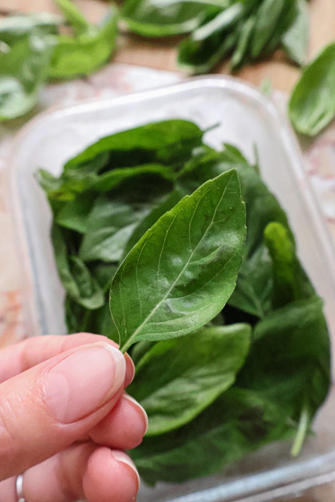 Comment Conserver les Feuilles de Basilic